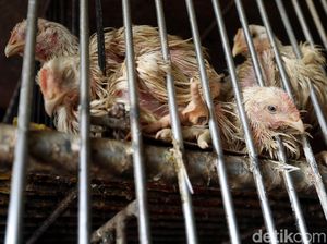 Ramadan, Harga Ayam Potong Terus Meroket