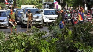 Penebangan Pohon Macetkan Jalan Asia Afrika Senayan