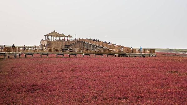 Foto: Pantai Berwarna Merah di China