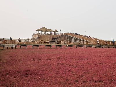 Foto: Pantai Berwarna Merah di China