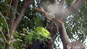 5 Warga Bandung Didenda Total Rp 100 Juta gegara Tebang Pohon Sembarangan