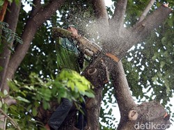 Kalender Jawa Selasa Pahing 13 Agustus 2024: Hati-hati Tebang Pohon