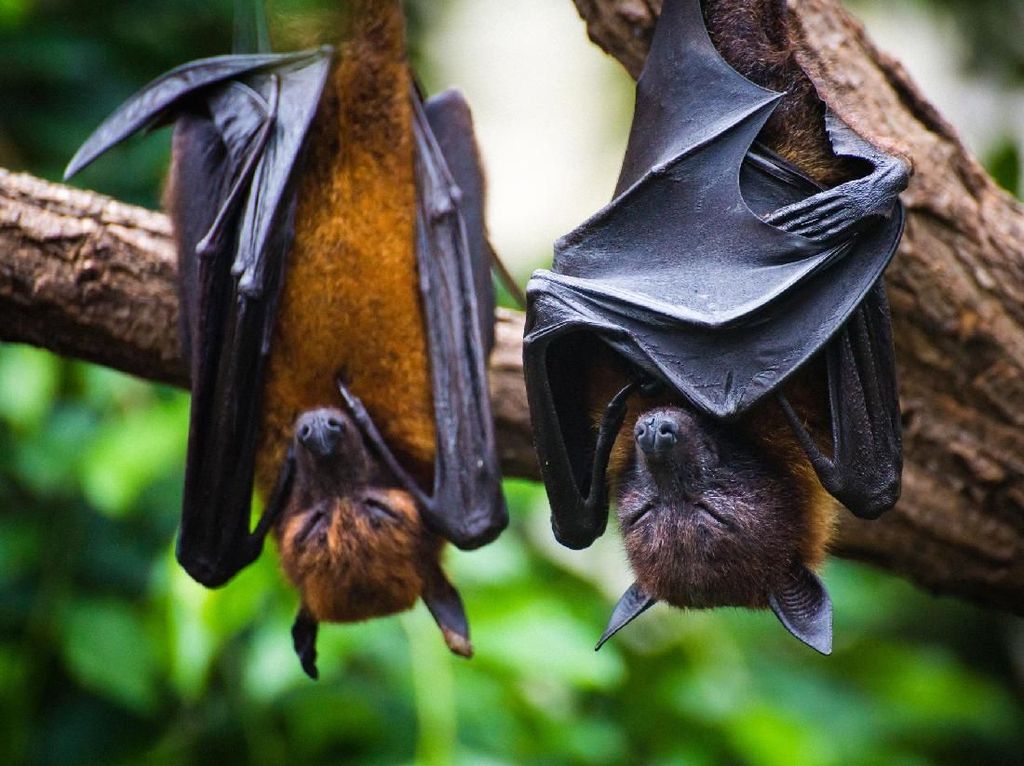 Gejala Virus Nipah yang Diwaspadai Jadi Pandemi Baru di Asia Gejala Virus Nipah yang Diwaspadai Jadi Pandemi Baru di Asia