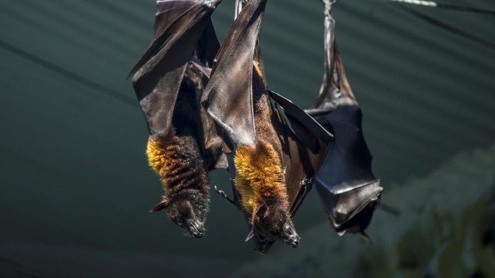 nipah virus Two black flying-foxes Pteropus alecto hanging in a tree, Kakadu National Park, Northern territory, Australia