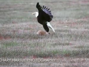 Duel Menegangkan Elang Vs Rubah Berebut Mangsa
