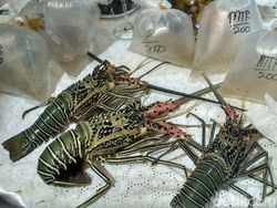 Polling detikcom: Setuju Nggak Benih Lobster Diekspor ke Vietnam?