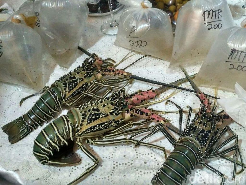 Lombok Bisa Jadi Pusat Budidaya Lobster Nasional, tapi.. Lombok Bisa Jadi Pusat Budidaya Lobster Nasional, tapi..