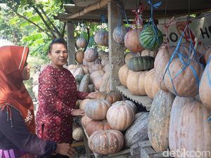 Agenda Ngabuburit di Ngawi: Berburu Waluh Majasem