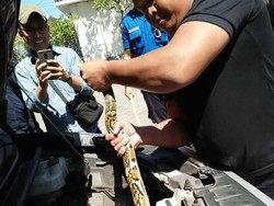 Ngeri! Sanca 2,5 Meter Ditemukan Dalam Mesin Mobil di Denpasar