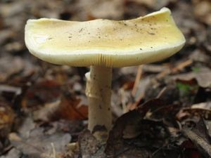 Jamur Beracun Tewaskan 11 Orang di Iran, 800 Orang Sakit