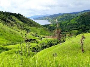 Bukan Pulau Padar, Ini Bukit Teletubbies di Maluku