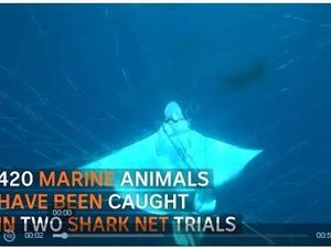 Jerat Satwa Lain, Pemasangan Jaring Hiu Dianggap Memalukan