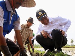 Nostalgia, Mentan Berburu Belut di Sawah