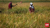 Kementan Incar Hasil Rp12 T dari Lahan Tidur di Sumsel