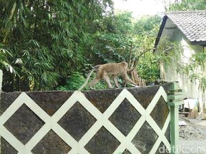 Aktivitas Merapi Meningkat, Monyet Ekor Panjang Mulai Turun Gunung
