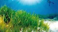 Foto: Padang Rumput Cantik di Dasar Laut Mediterania