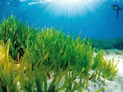 Kuasa Illahi, Ada Padang Rumput di Bawah Laut