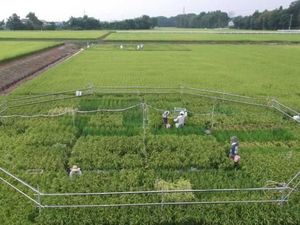 Beras Semakin Kehilangan Nutrisinya di Masa Depan