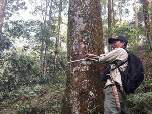 Mengunjungi Hutan Meranti di Gunung Dawu Bogor