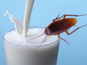 Susu Kecoak untuk Masa Depan hingga Resto Milik Selebgram Bangkrut Susu Kecoak untuk Masa Depan hingga Resto Milik Selebgram Bangkrut