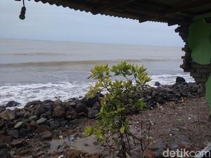 Warga Korban Rob Minta Pemkab Indramayu Bangun Penahan Ombak Warga Korban Rob Minta Pemkab Indramayu Bangun Penahan Ombak
