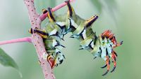 Memukau Tapi Bikin Bergidik, Foto Makro Ulat di Habitat Asli