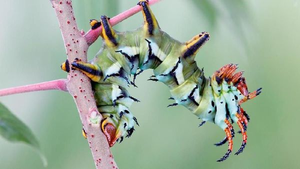 Memukau Tapi Bikin Bergidik, Foto Makro Ulat di Habitat Asli