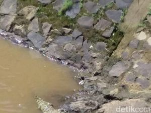 Cerita Warga Baleendah Lihat Buaya Berjemur di Sungai Cisangkuy