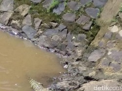 Cerita Warga Baleendah Lihat Buaya Berjemur di Sungai Cisangkuy