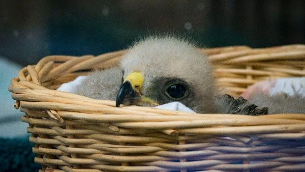 Bikin Gemas! Bayi Elang Pundak Merah Dipajang di Jendela Klinik