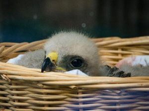 Bikin Gemas! Bayi Elang Pundak Merah Dipajang di Jendela Klinik