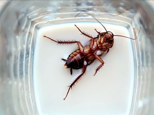 Ini Penjelasannya Mengapa Susu Kecoa Baik untuk Kesehatan