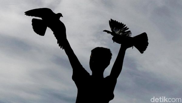 Serunya Ngabuburit Sambil Melatih Burung Dara