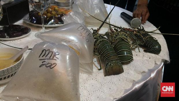 Benih Lobster Ilegal yang Disita oleh KKP. (CNN Indonesia/Tiara Sutari)