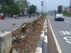 Demi Tol, Seribu Pohon di Jalan Protokol Makassar Ditebang