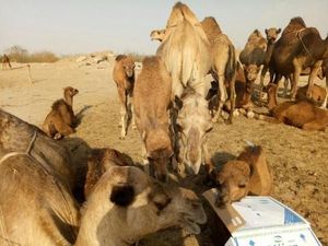 Potret Kota Madinah, Makkah, dan Gurun Hudaibiyyah