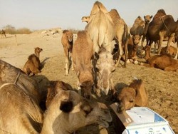 Potret Kota Madinah, Makkah, dan Gurun Hudaibiyyah