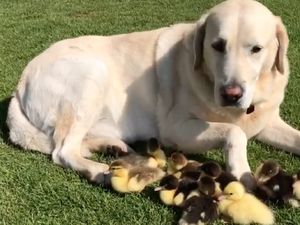 Foto: Bikin Gemas! Anjing Ini Jadi Ayah Angkat 9 Anak Bebek
