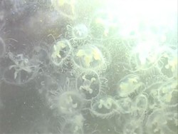 Melihat Ubur-ubur Langka yang Ditemukan di China