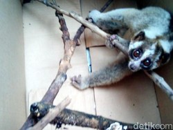 Diduga Kelaparan, Kukang Jawa Ditemukan Lemas di Rumah Warga