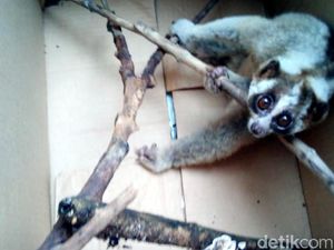 Diduga Kelaparan, Kukang Jawa Ditemukan Lemas di Rumah Warga Diduga Kelaparan, Kukang Jawa Ditemukan Lemas di Rumah Warga