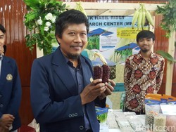 Jagung Ungu Inovasi Dosen UB Tarik Perhatian Mentan