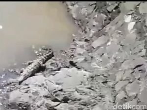 Buaya di Cisangkuy dan Citarum, BKSDA Minta Warga Melapor