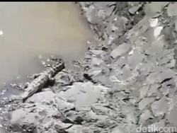 Buaya di Cisangkuy dan Citarum, BKSDA Minta Warga Melapor