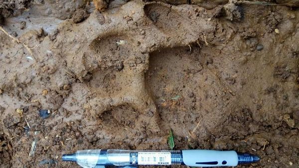 Penampakan Jejak Harimau yang Serang Warga Jambi