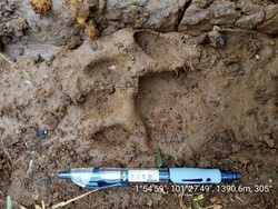 Mengapa Harimau Ngamuk di Jambi? Ini 4 Kajian KLHK