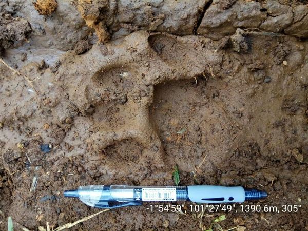 Penampakan Jejak Harimau yang Serang Warga Jambi