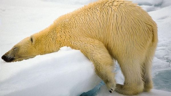 Aksi Kocak Para Hewan yang Tertangkap Kamera