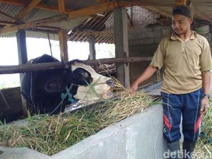 Merapi Masih Waspada, Warga Mulai Jual Hewan Ternak