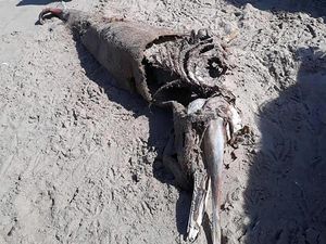 Kata Pakar Biologi Soal Makhluk Misterius yang Terdampar di Wales